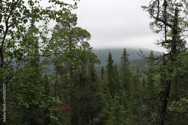 Obraz trees in the forest