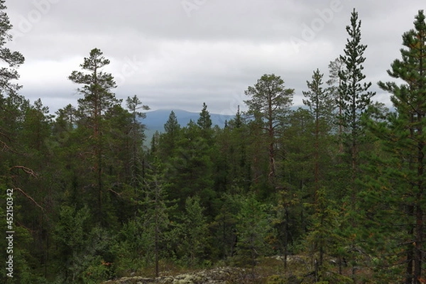 Obraz forest in the mountains