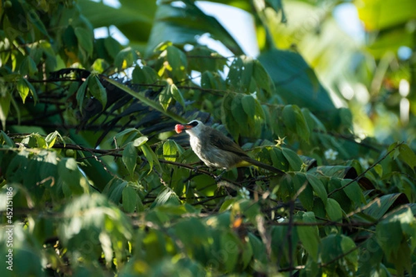 Obraz bird on a branch