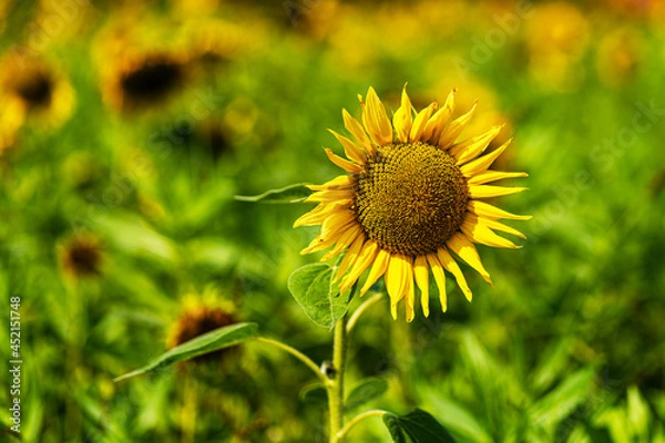 Fototapeta Sonnenblume