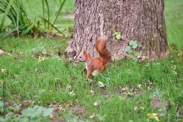 Fototapeta red squirrel tree glade rodent