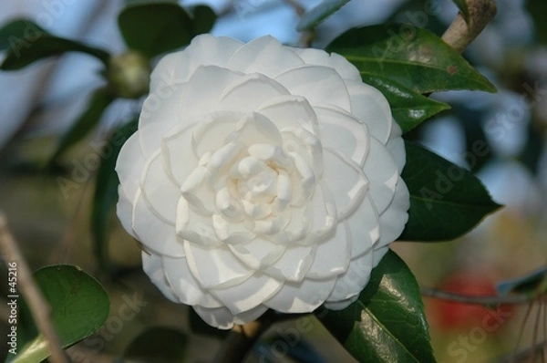 Obraz camelia flower