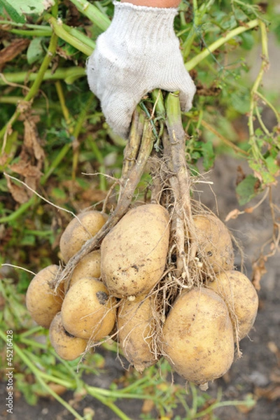 Obraz Рука фермера с клубнями картофеля