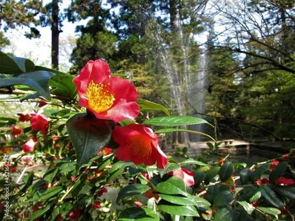 Obraz 加茂山公園（新潟県）のユキツバキ