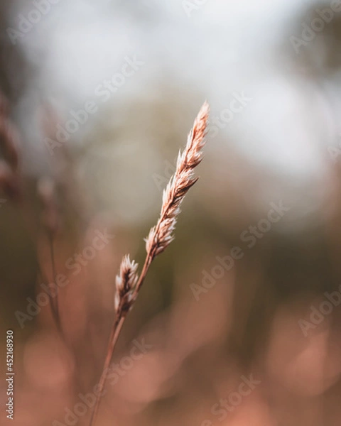 Fototapeta macro shot in forest during summer