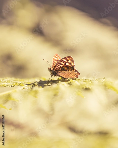 Fototapeta macro shot in forest during summer