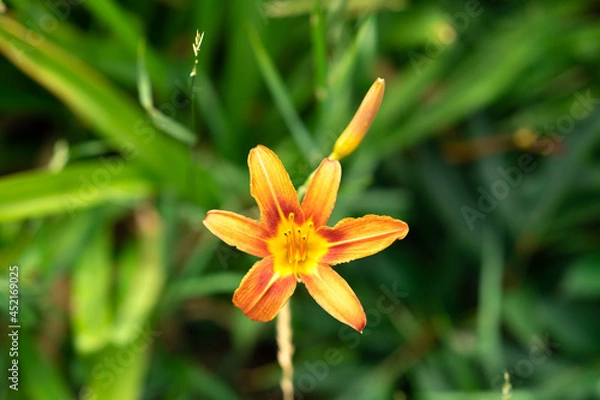 Fototapeta Orange flower on green background
