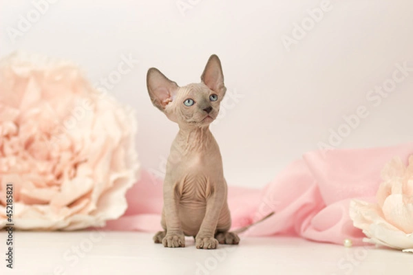 Fototapeta Elf cat kitten on white and pink background