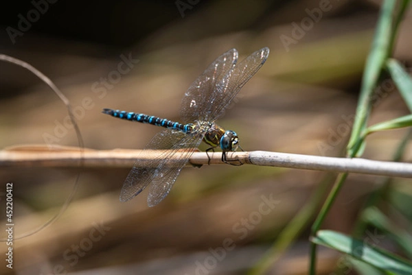 Obraz Dragonfly resting