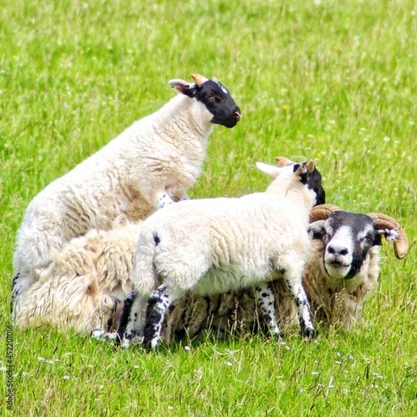 Obraz Lambs with mother
