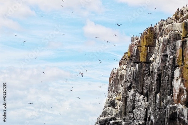 Obraz Nesting Birds Farne Island Cliff 