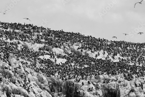Obraz Nesting Guillemots Black and White