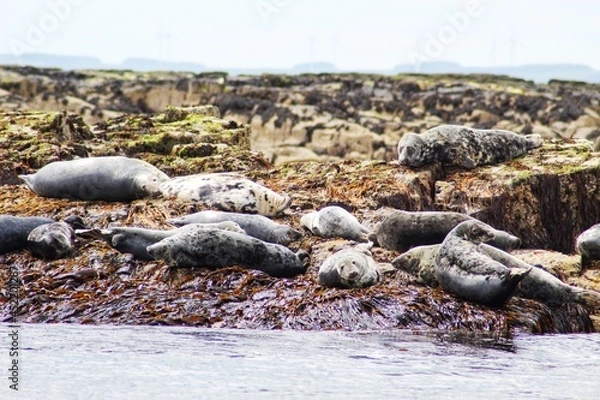Obraz Sleeping Seals Farne Islands