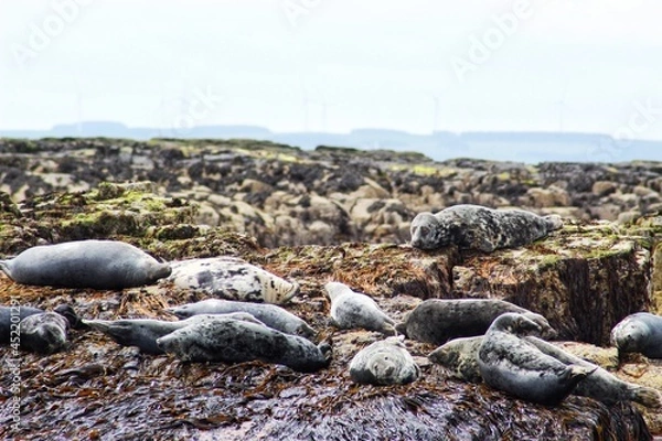 Obraz Seals Farne Islands
