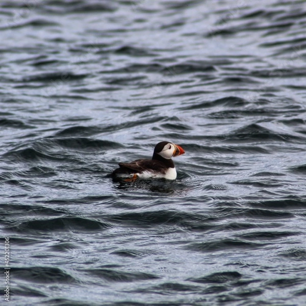 Obraz Puffin in sea