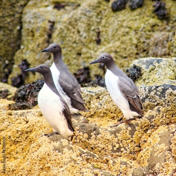 Obraz Guillemots Farne Islands Close up