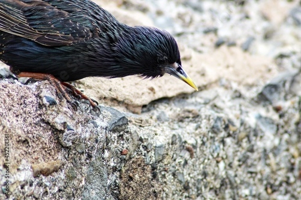 Obraz Adult Starling