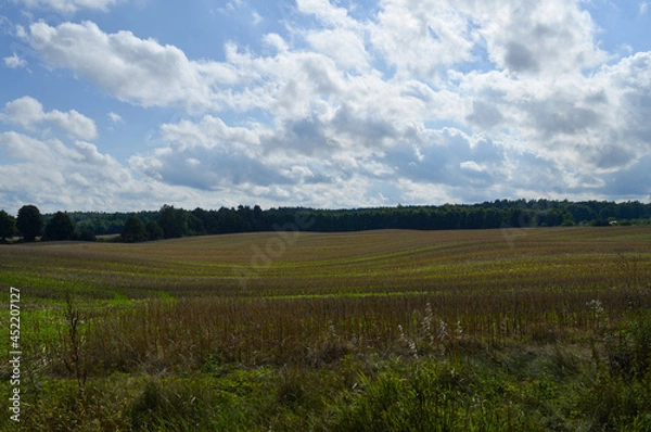 Obraz Sun rays in the Warmian forest