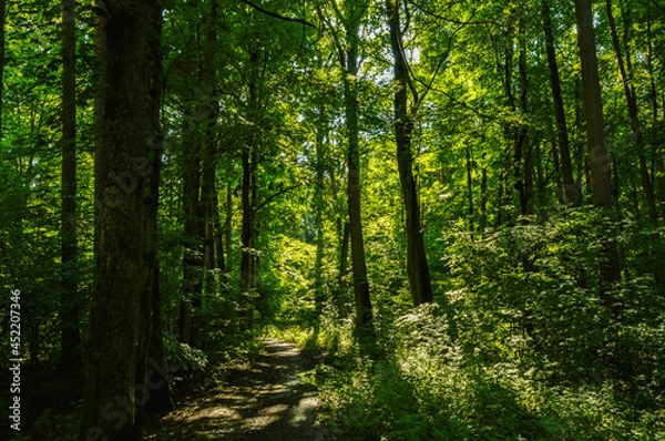 Obraz Sun rays in the Warmian forest