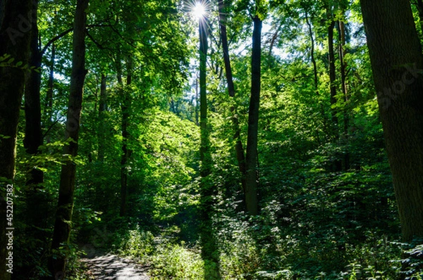 Obraz Sun rays in the Warmian forest