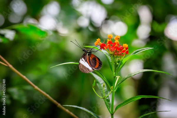 Fototapeta A moody composition with butterfly on orange flower in natural environment of the green forest with bokeh and strong backlight. The Sara longwing, Heliconius sara.