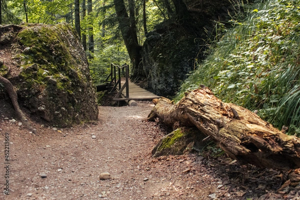 Fototapeta Path into the wild