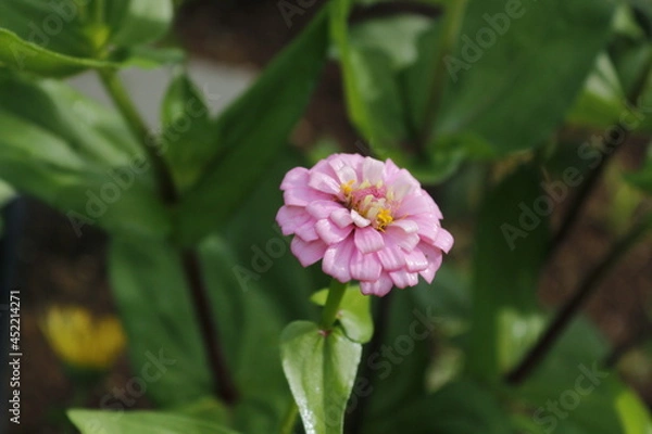 Obraz Zinnia Flower Garden