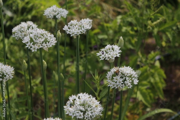 Obraz Garlic Chives, Allium tuberosum