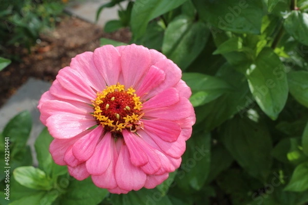 Obraz Zinnia Flower Garden