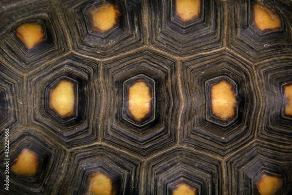 Obraz Shell of a turtle