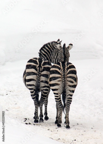Obraz zebra in the snow