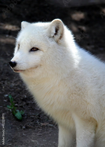Obraz portrait of a white fox