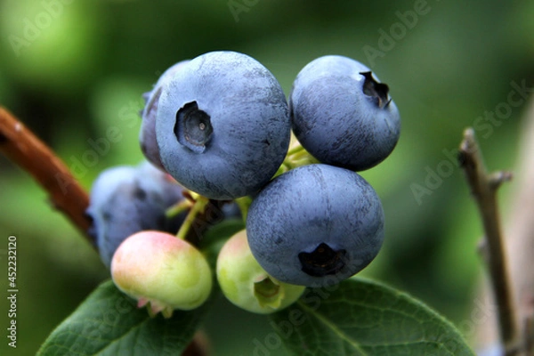 Obraz blueberries on the bush
