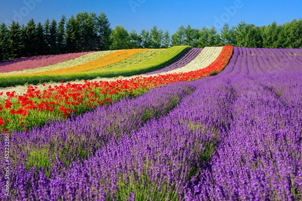 Fototapeta ファーム富田　彩りの畑