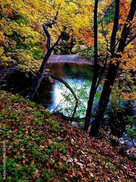 Obraz autumn in the forest