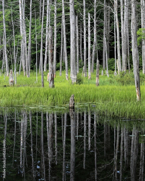 Obraz lake in the forest