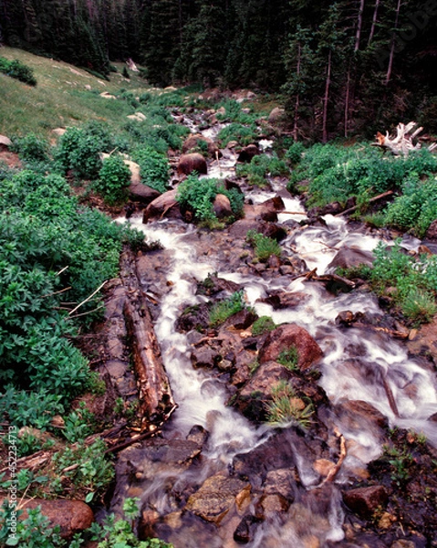 Obraz stream in the forest