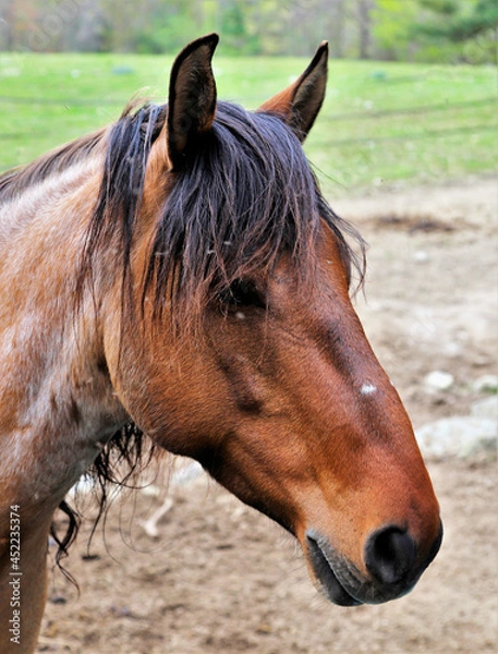 Obraz Mustang Stallion