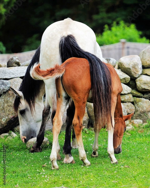 Obraz horse and foal