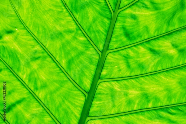 Obraz natural bokeh background after rain