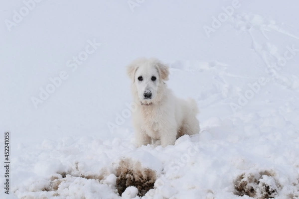 Obraz chien des Pyrénés