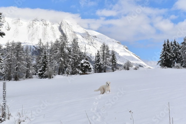 Obraz chien des Pyrénées