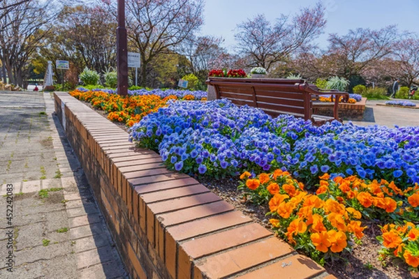 Obraz 公園の花壇