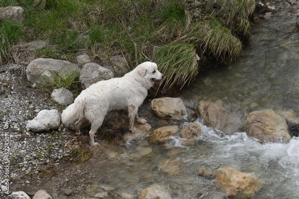 Obraz chien des Pyrénées