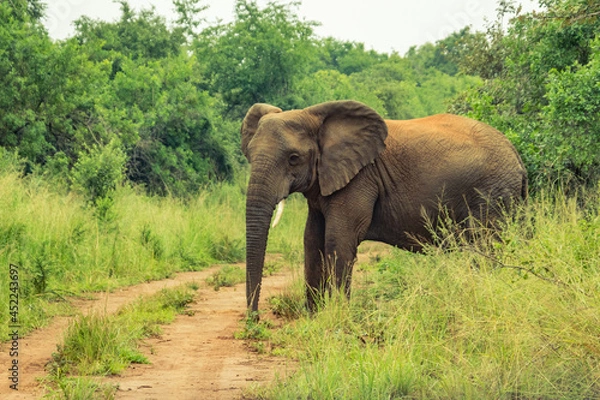 Fototapeta A close up shot of an elephant on a path in grass on the African plains