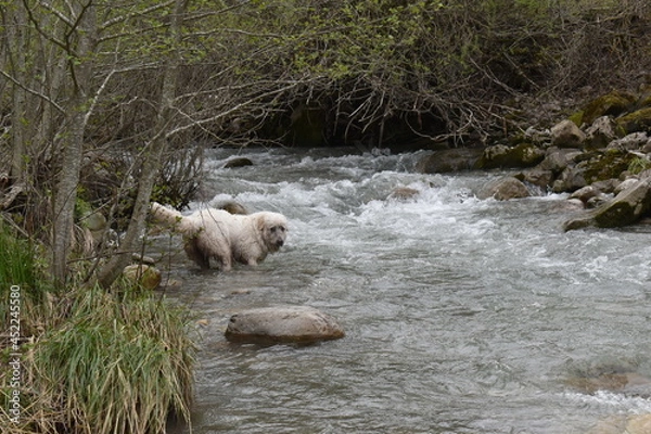 Obraz chien des Pyrénées