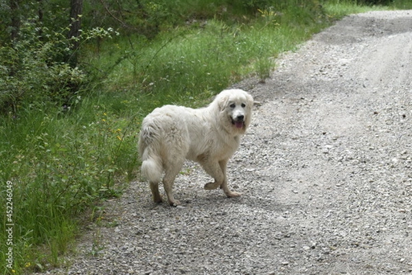 Obraz chien des Pyrénées