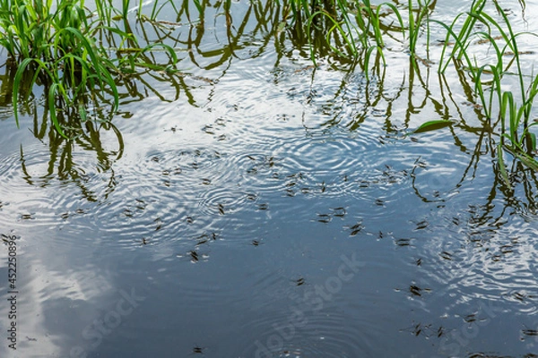 Obraz Group of water striders on the surface of the water