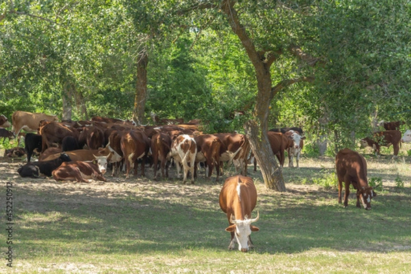 Obraz Herd of cows in the shade of a tree