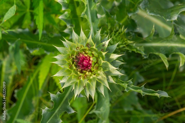 Obraz Thistle flower on green background